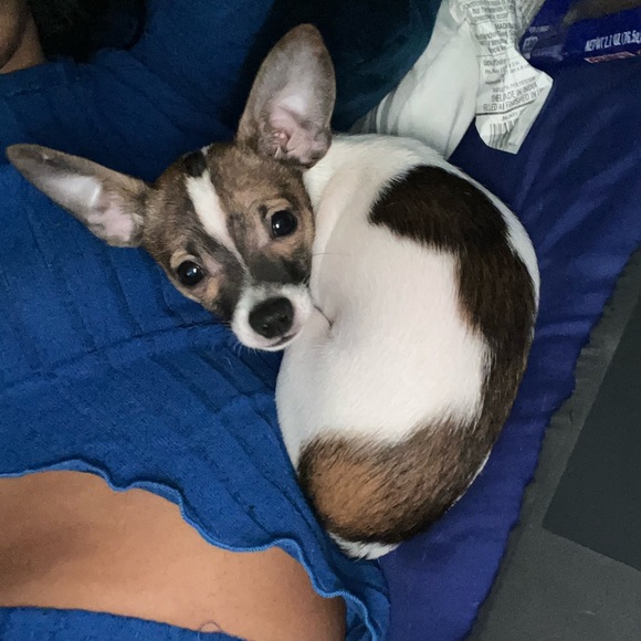 Moor and Lambchop they love their handmade crochet puppy blankets and sweatersπ - Picture 17 of 17